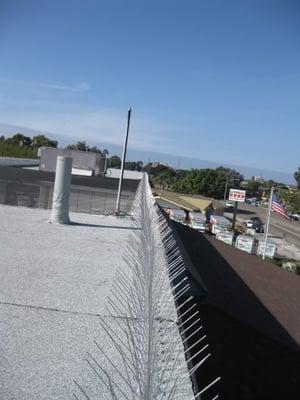 We are the experts in pigeon control.  We installed these bird spikes at a local bank.