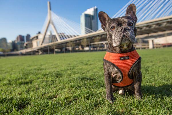 Boston Terrier in Boston under Zakim Bridge.