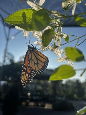 Monarch on Clematis paniculata