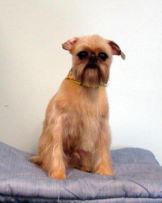 Brussels Griffon cut