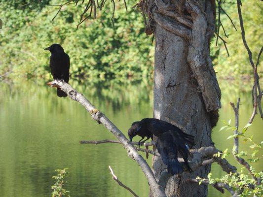 Four crows, not sure what the three on the right are looking down at.