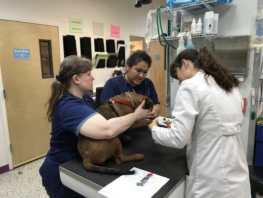 Dr. Amster, Sheila and Varinia give vaccines to a new puppy.