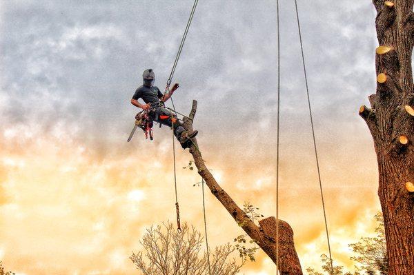 Baylor's Top Notch Tree Service