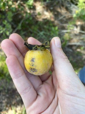 Wild persimmon they're edible, great source for vitamin C and used for cooking!