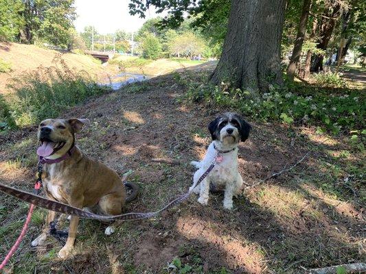 Nice Sunday afternoon stroll with Ladies.