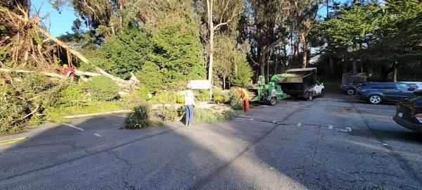 Monterey Peninsula Dental Group uprooted eucalyptus tree.