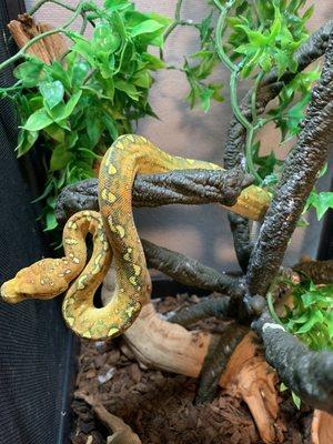 Green tree pythons