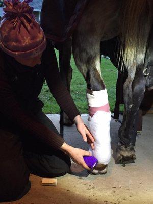 Dr Dana changing the bandage on a horse.