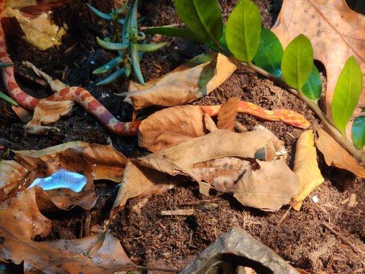 Addy the albino corn snake (not visible, many orange isopods working janitorial)