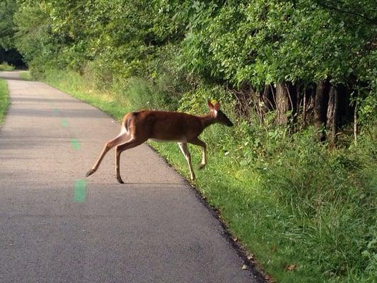 Deer crossing multipurpose trail