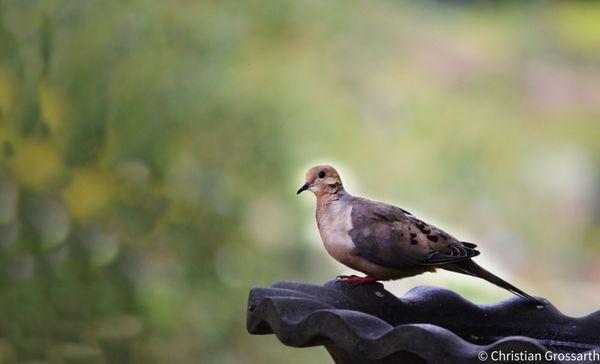 Mourning Dove