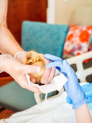 Patients get to hold and pet ducklings for the day!