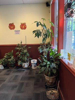 Entryway plants