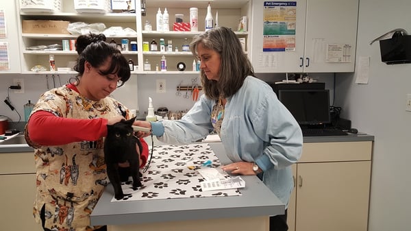 Michelle helping Dr. Johnston scan & microchip Betsy.