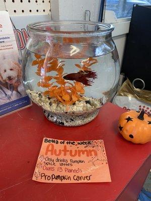 autumn the betta of the week!