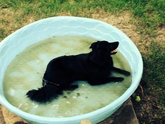 Che' loves his swimming pool, especially in 90-100 degree days!