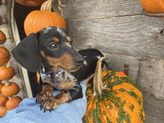 In the back there was a pumpkin house!