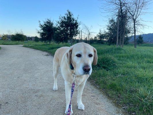 Dogs allowed on leash