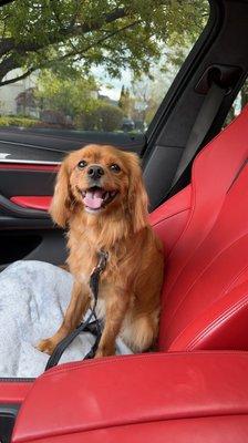 Loki's happy face after his grooming appointment!