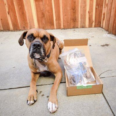 Cosmo posing next to his treat only box! Look at all those drool bubbles!