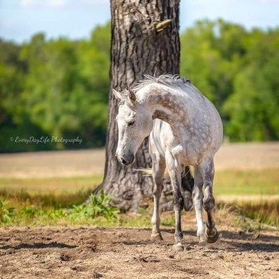 Our OTTB Johnny Zippo, that Dr. Young has saved TWICE and is now tackling almost unheard of new diagnosis in the coming weeks.