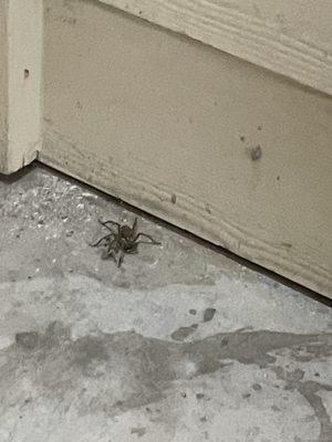 Right by front door ( within 1 ft)