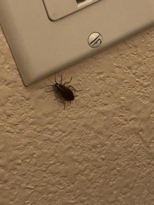 Roach infestation in money stealing hotel