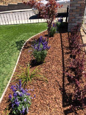 Wood chips, plants and soon to be full grown bushes (on the right) installed).