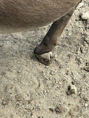 Pymatuning Deer Park