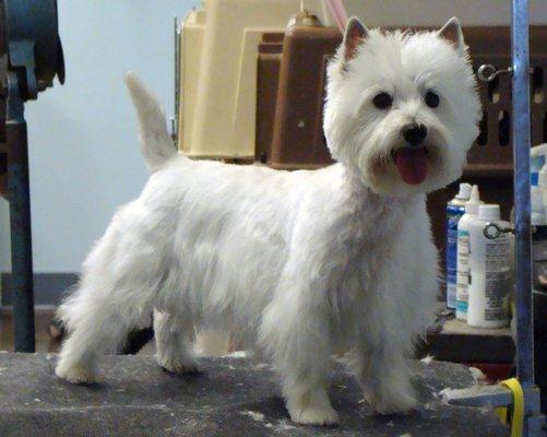 Westie Cut