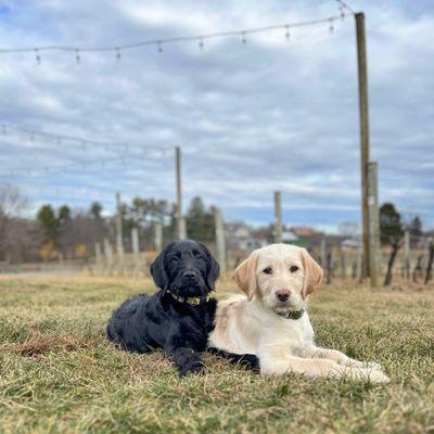 Meet the vineyard dogs of Penns Woods Winery- Vino & Valentina!