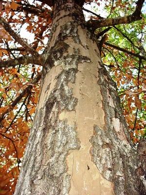 Tree arborist