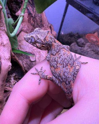 Reticulated orange blotch female Gargoyle gecko