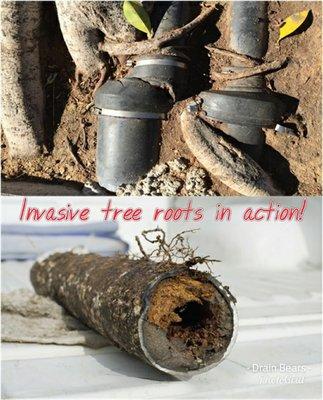 Invasive tree roots in action! Call the Las Vegas Drain and Sewer specialists today! 
(702)747-8007