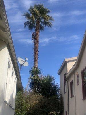 cleaning palm tree