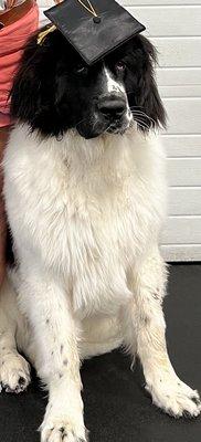 Bruce on graduation from puppy class 101