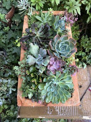 Succulent arrangement