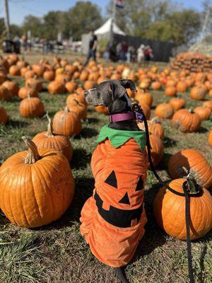 Sever's Corn Maze & Fall Festival