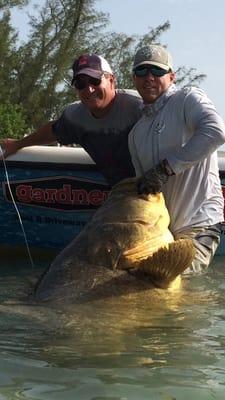 Giant Goliath Grouper off the shore of Bokeelia