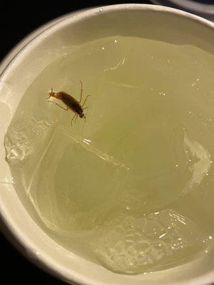 Roach in my drink