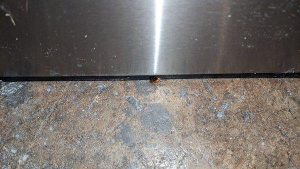 roach under my refrigerator