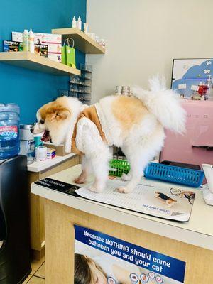 Our 14 year old Pom visiting his favorite vet.