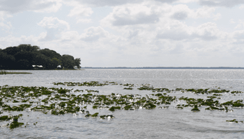 Our view of Lake Eustis