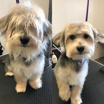 Keepet Groomed