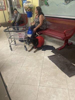 Perro dentro de la lavandería