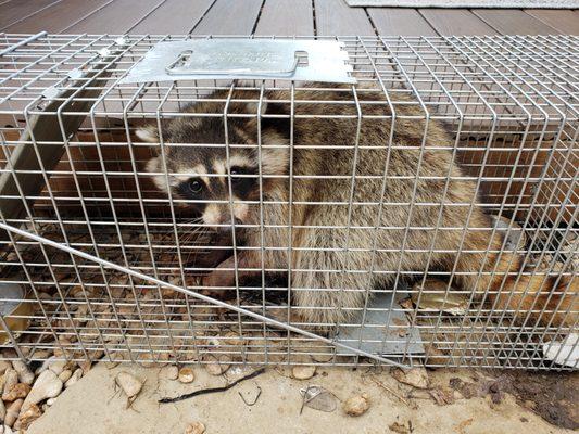 Pest control humane critter removal Raccoon Austin