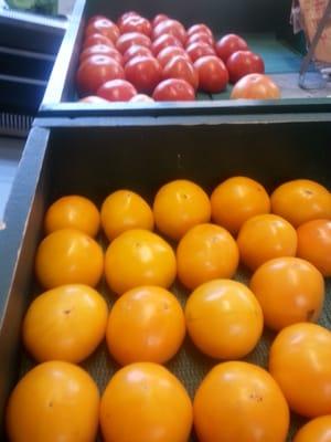 Freah tomatoes hand picked and gently placed in bins