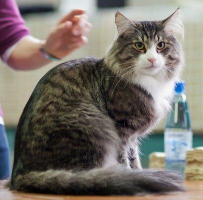 King, Tigre my Norwegian Forest baby!