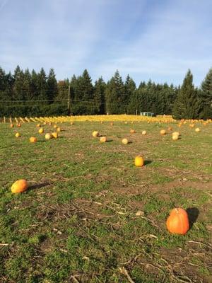 Pumpkin patch and wine