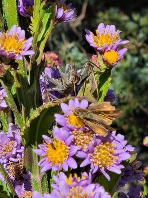 Wonderful pollinators and predators.